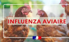 Influenza Aviaire Hautement Pathogène - Passage de risque modéré à élevé